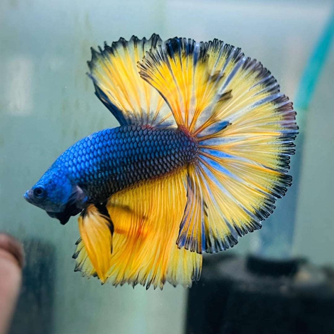 Mustard Betta