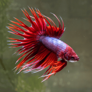 Crowntail Betta