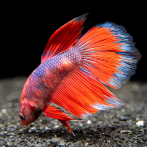 Halfmoon Spike Tail Betta