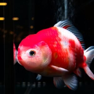 Lionhead Thai Oranda Goldfish