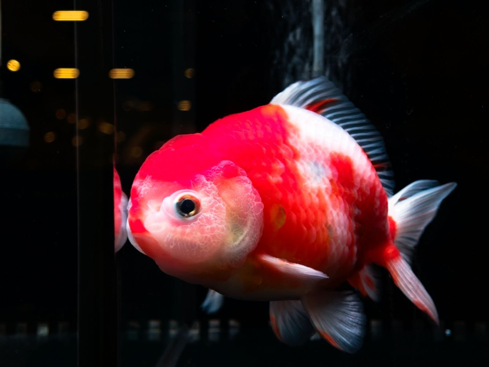 Lionhead Thai Oranda Goldfish