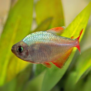 Colombian Red Fin Tetra