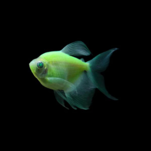 Green Glofish Tetra