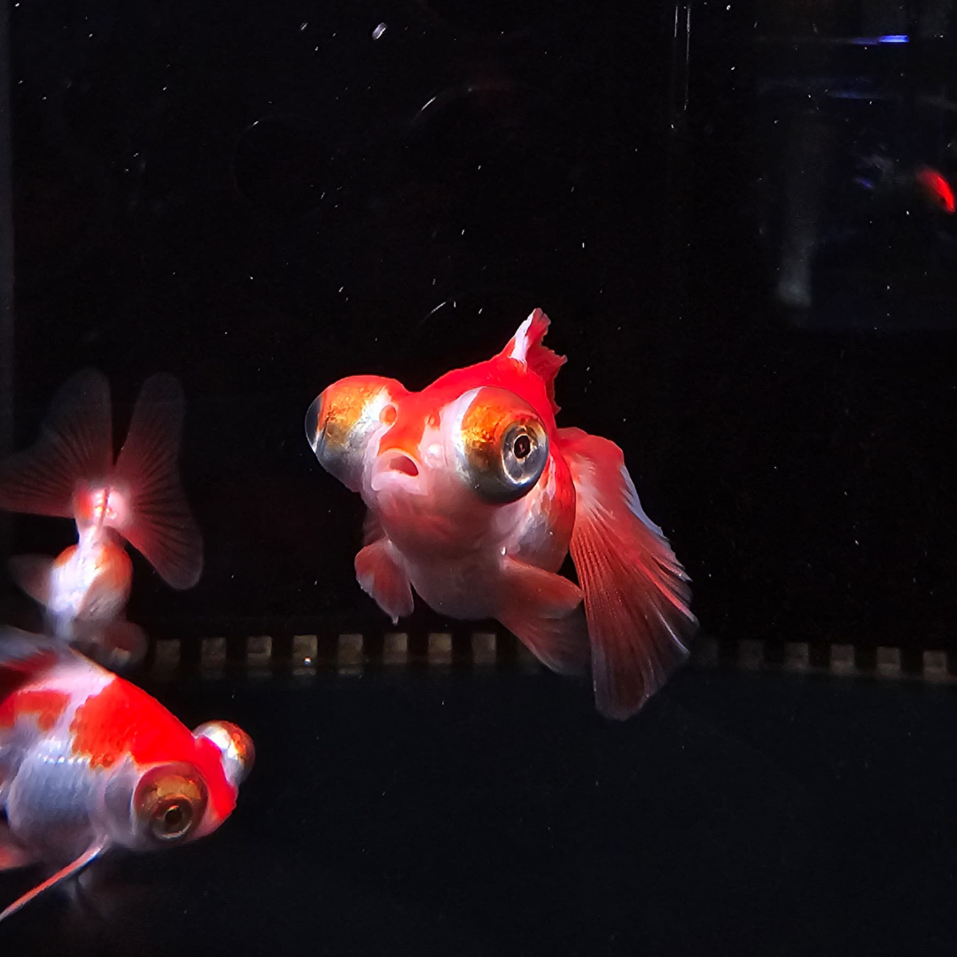Telescope Goldfish