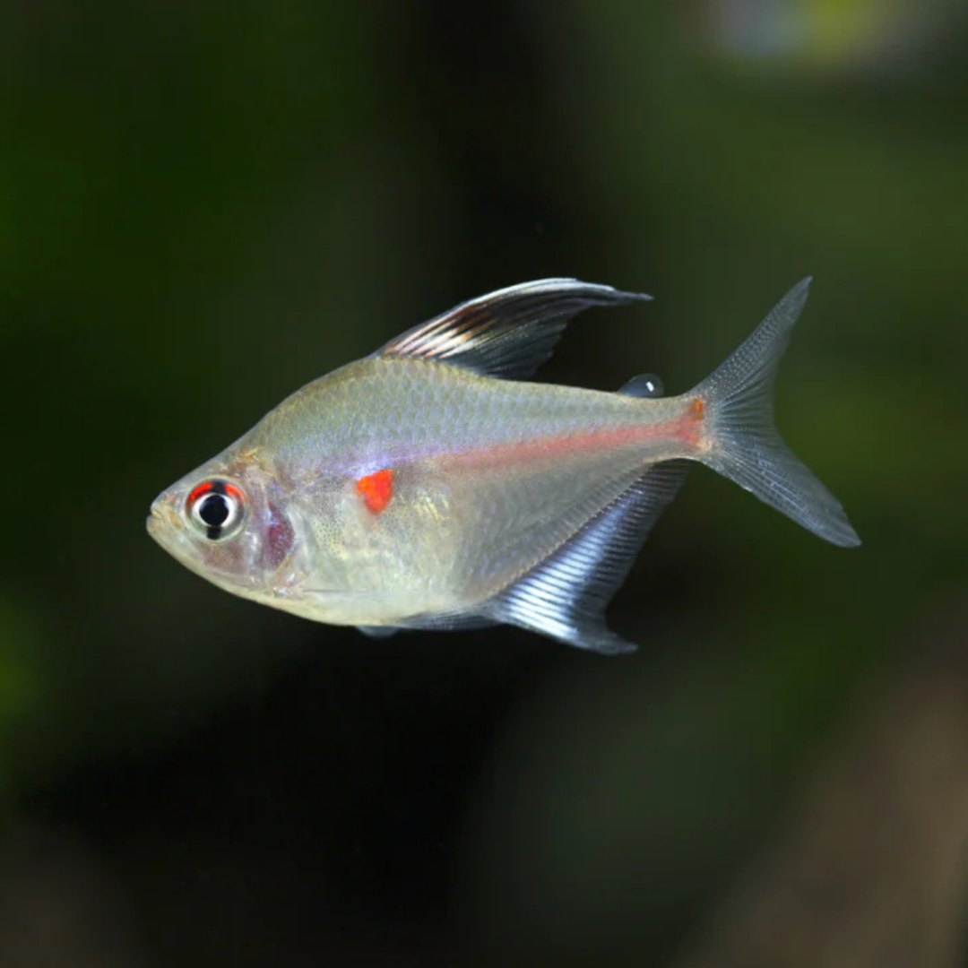 Bleeding Heart Tetra