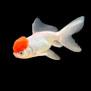 Red Cap Lionhead Goldfish