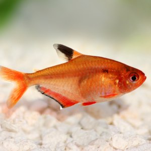 Serpae Tetra