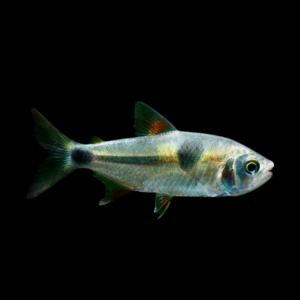 Bucktoothed Tetra
