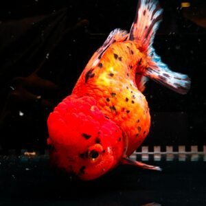 Tiger Rose Tail Oranda Goldfish