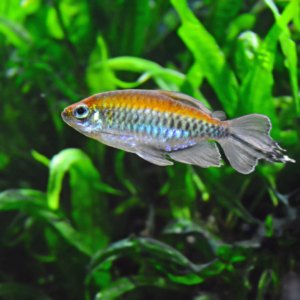 Congo Tetra