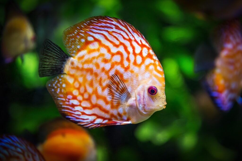 discus fish, fish, aquarium, fauna, symphysodon aequifasciatus, nature, animal, swim, underwater, aquatic, aquatic animal, scaly, fish, fish, fish, fish, fish