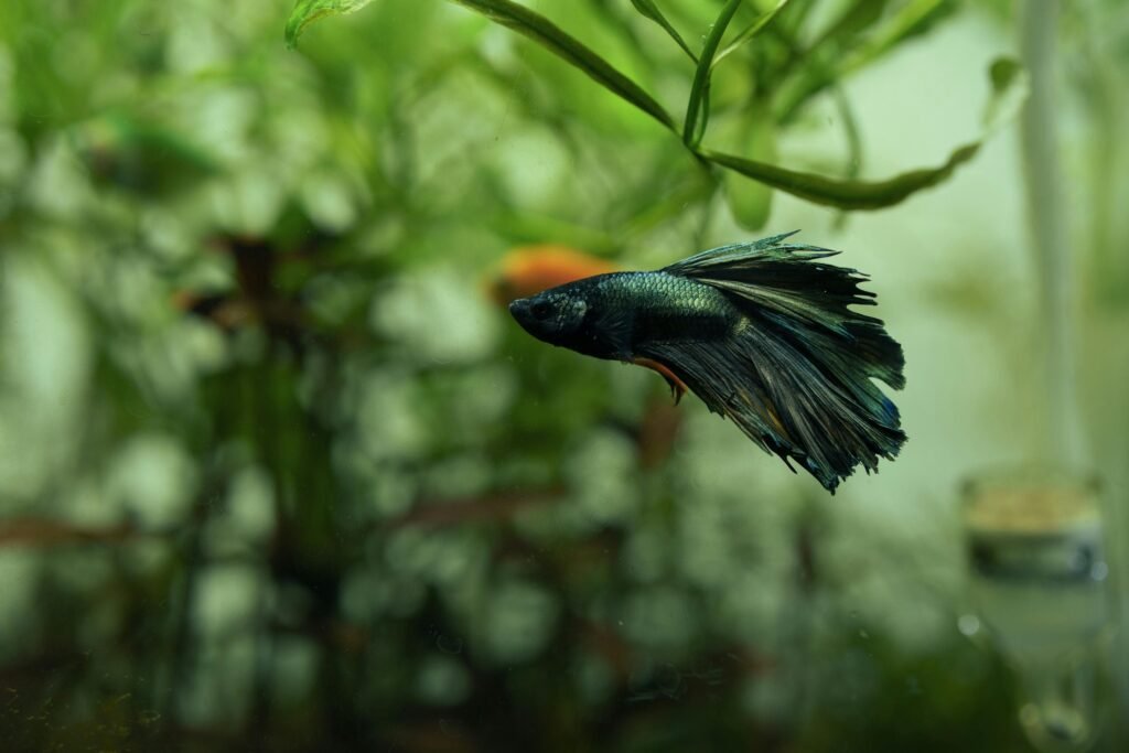 A vibrant Betta fish gracefully swimming in a lush, green Indonesian aquarium.